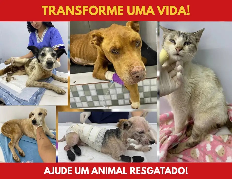 Ajude os animais