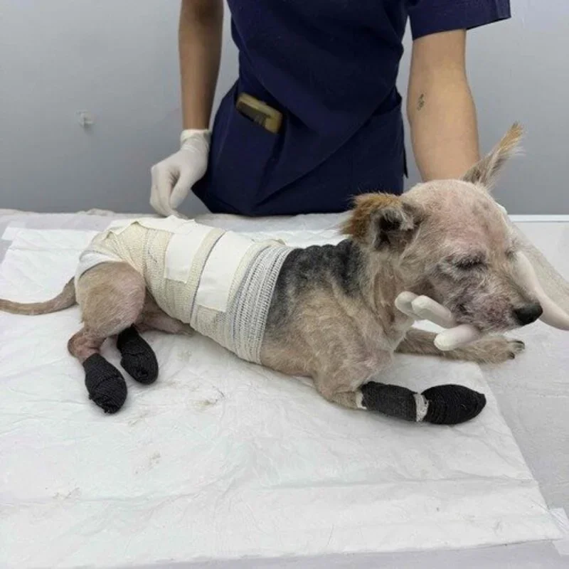 Foto do Noah, um dos animais resgatados com queimaduras e em tratamento
